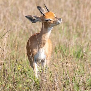 Wilderness and Wildlife Package